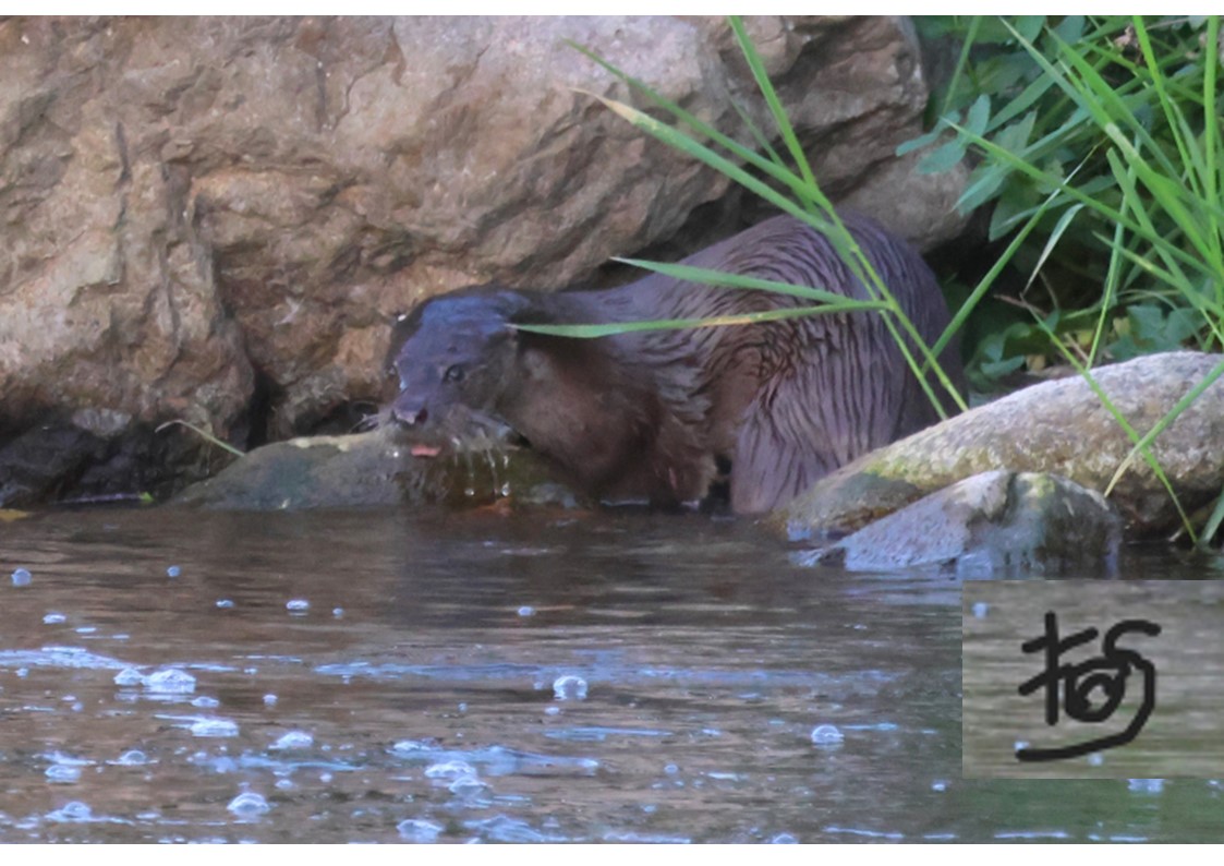 Au bord du Tech, la loutre Photo Félix Suarez